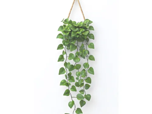 Hangplant aan een koord tegen de muur
