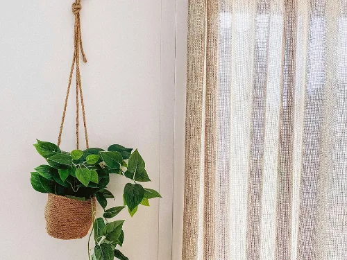 Hangplant bij het raam naast het gordijn